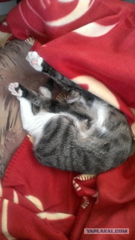 Котовторник   15.04.2014