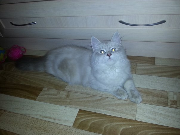 Котовторник  08.07.2014