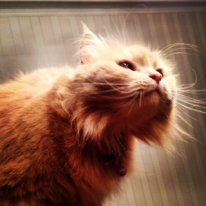 У кого кошка/кот ? HELP!