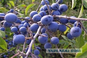 Лакомства детства