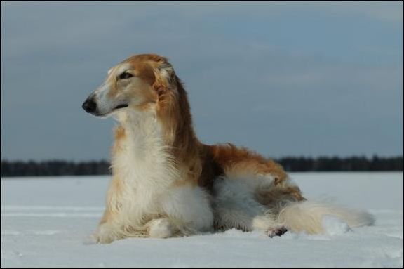 Самые редкие породы собак