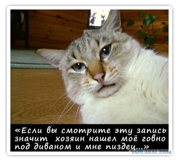 Весёлые картинки