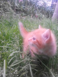Котовторник 7.07.2015