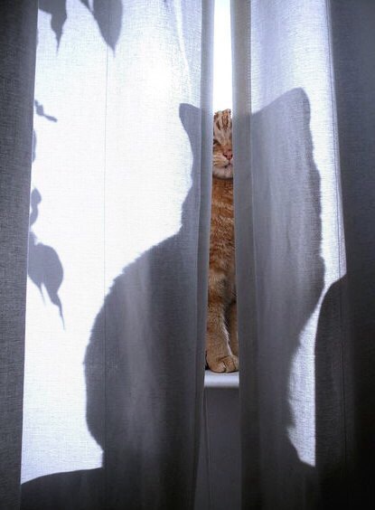 Котэподборка