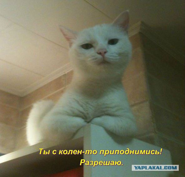Так встречает меня кошка, когда я прихожу домой