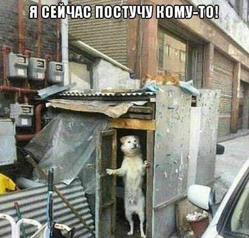 "В домике!"