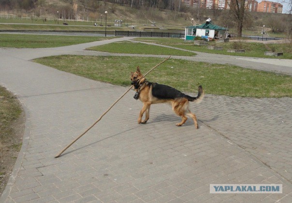 Попросил пса принести палочку