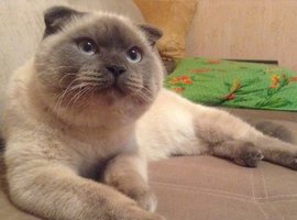 На выборах мэра Барнаула лидирует кот Барсик