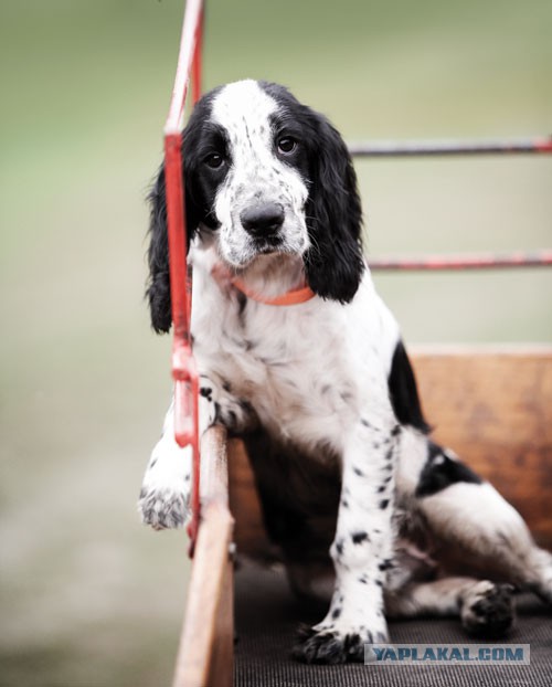 Собакочетверг