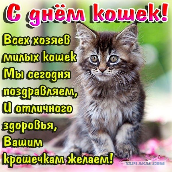 Котовторник  01.03.2016