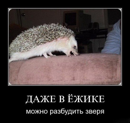 Мохнатые беспредельщики