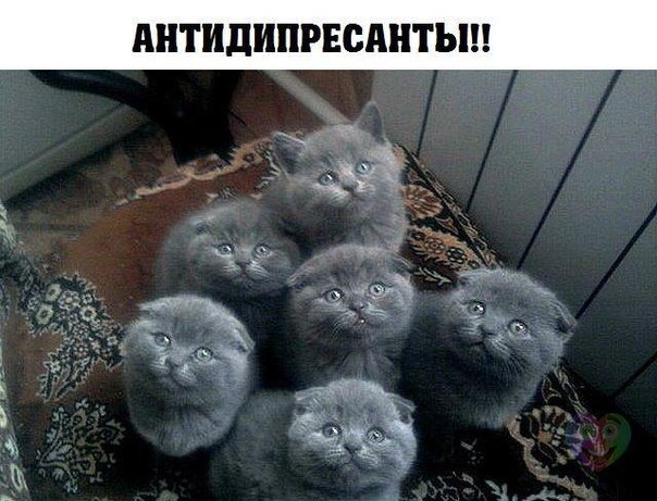Божьи твари