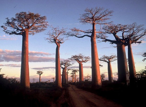 Любопытные факты про Мадагаскар, которые многие могли не знать