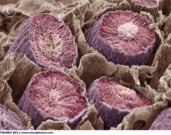 Сперматозоиды под микроскопом. | Живая клетка | Дзен