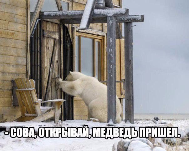 Мохнатые беспредельщики