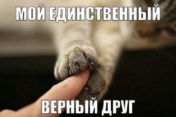Мохнатые беспредельщики