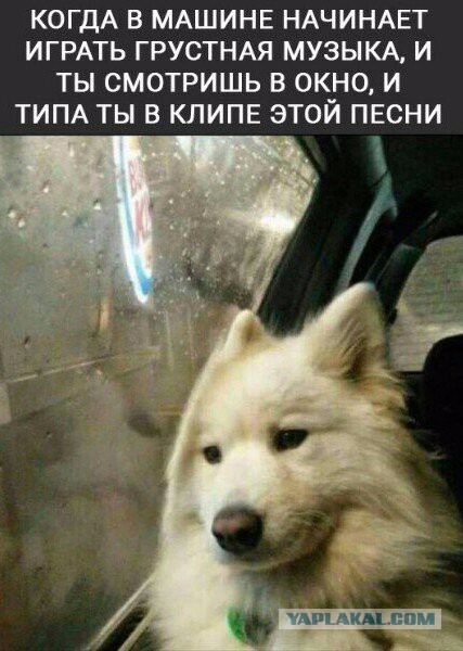 Картинки из ваших интернетов