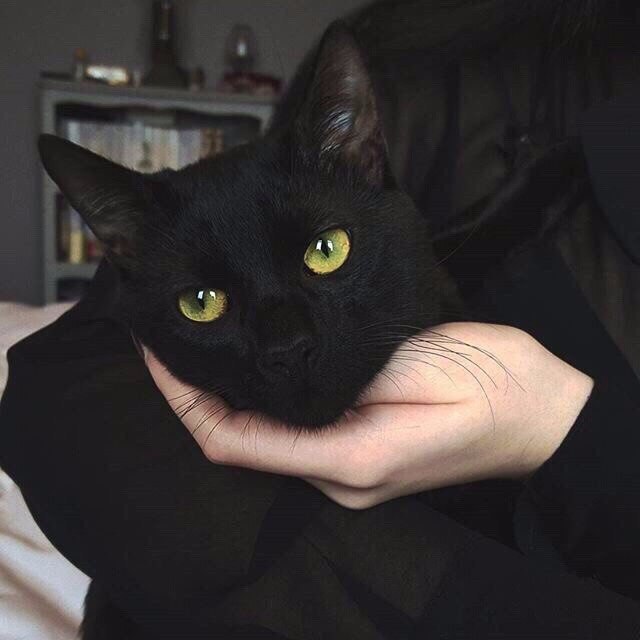 Коты и Кошки