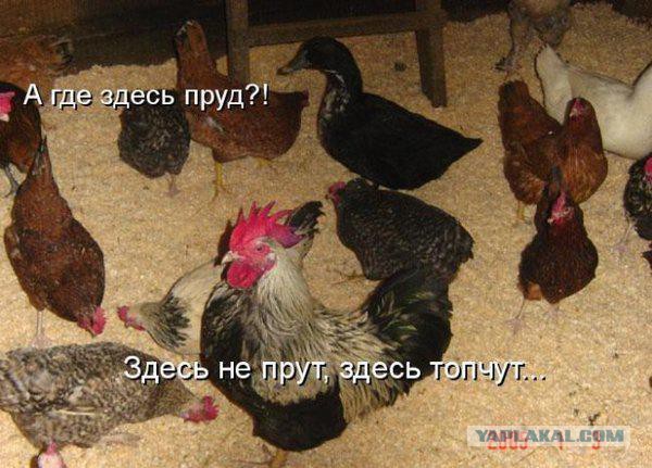 Что надо знать о «магазинных» яйцах