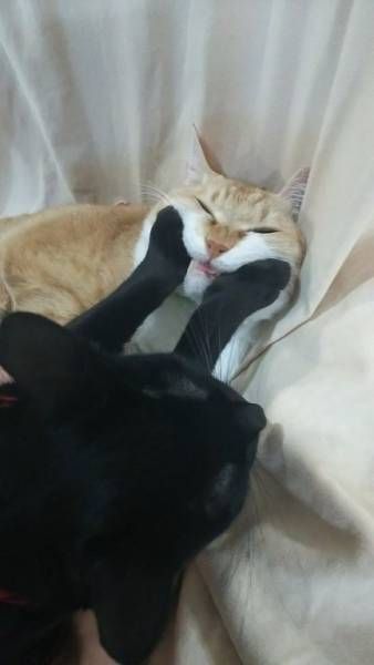 Коты и Кошки
