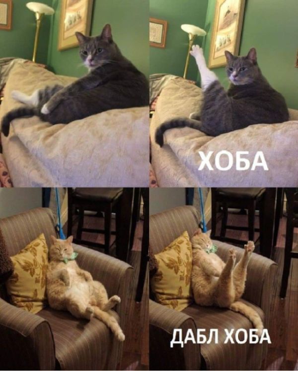 Коты и Кошки