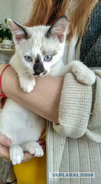 Котовторник 30.01.2018