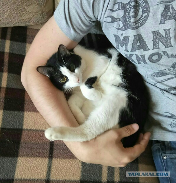 Не все котики любят обнимашки