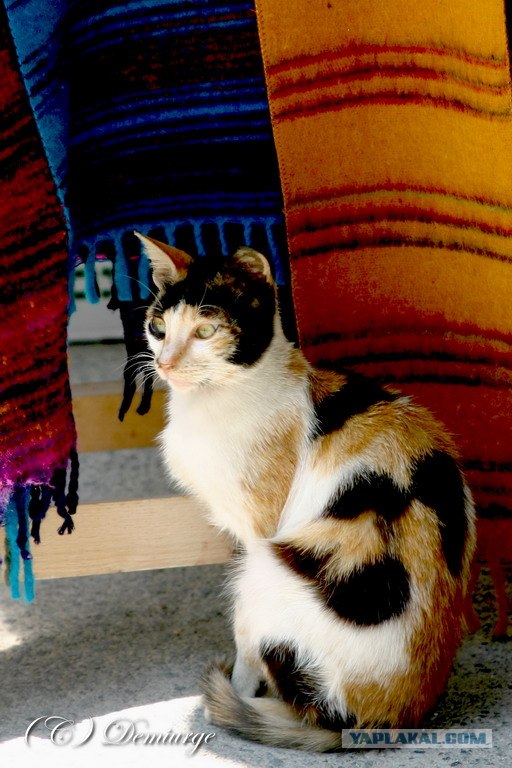 УРРААА ! Котовторник на ЯПлакалъ !