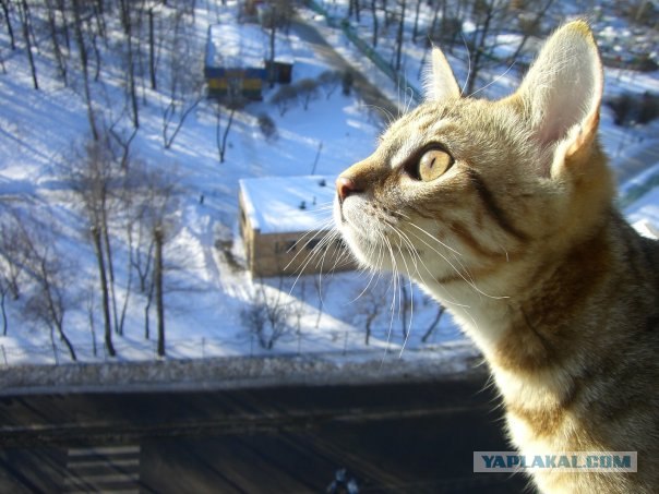 Котовторник на вторник! (30.09.2008)