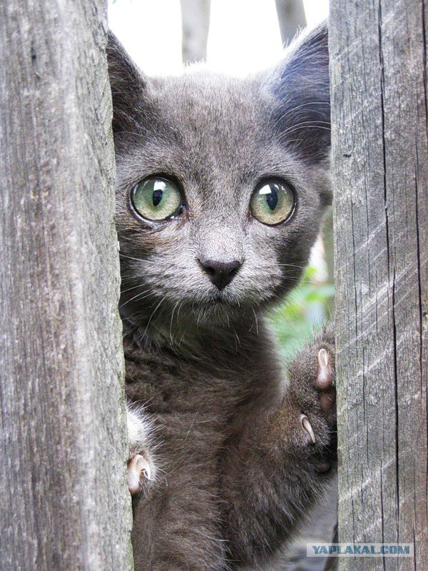 Котовторник на ЯПлакалъ: Кото и кто-то!