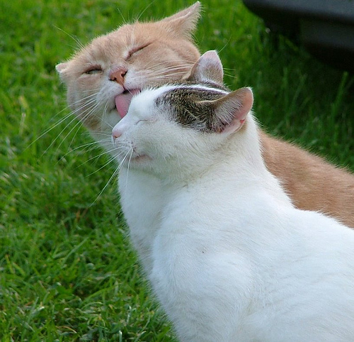 Новогодний КОТОВТОРНИК!