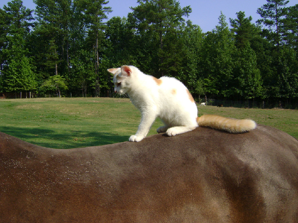 Котовторник на ферме (65 фот)