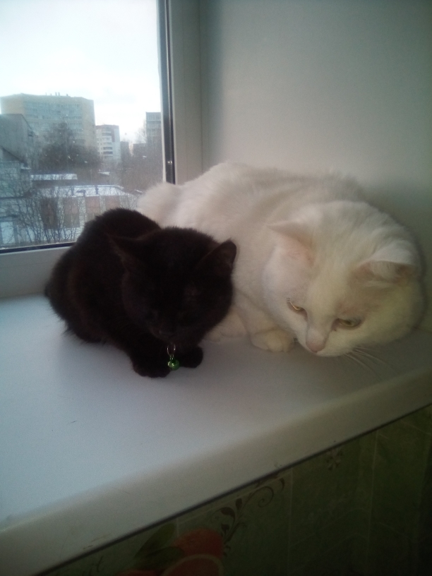 Котовторник 27.11.2018