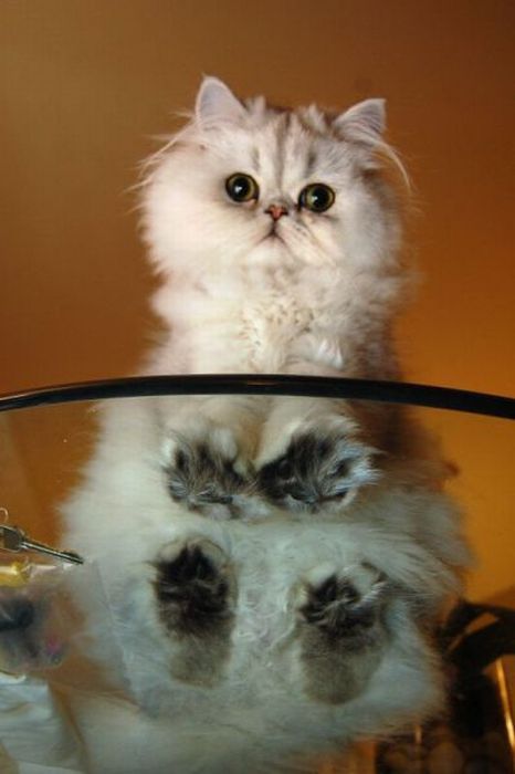 Котовторник!
