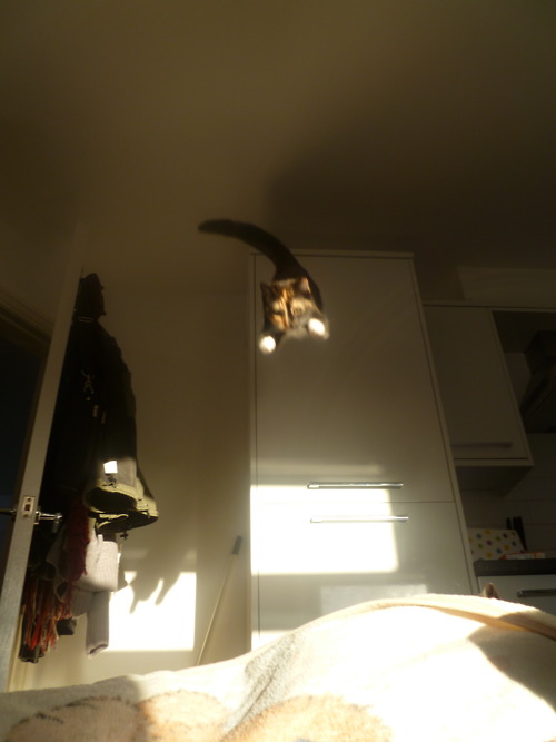 Котовторник (21.02.2012)