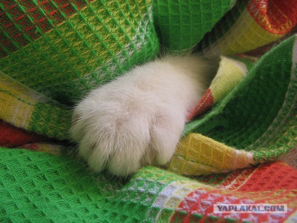 Котовторник 24.04.2012