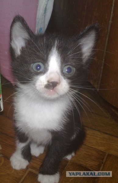 Котовторник 8 мая 2012