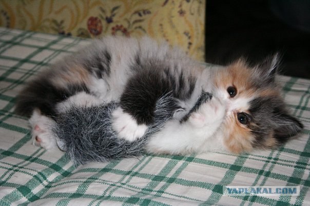 Котовторник 29.05.2012