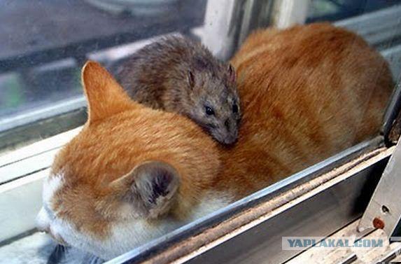 И попробуй тут только пикни