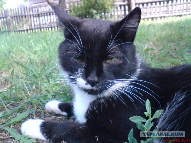 Котовторник  28.08.12