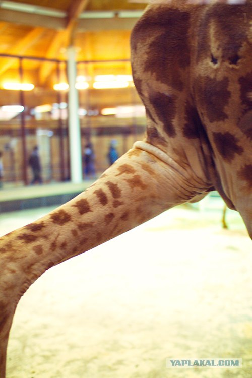 Московский зоопарк