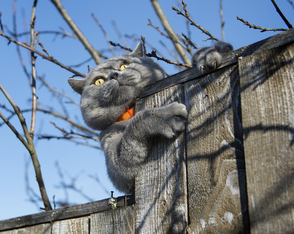 Котовторник! начнем? 04.06.19