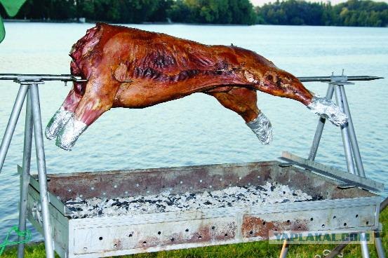 Мясо: польза или вред?