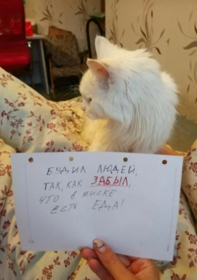 Подборка забавной живности