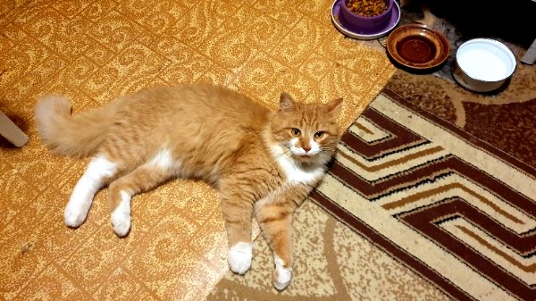 Житие одного кота. В фотографиях. Вторник же...