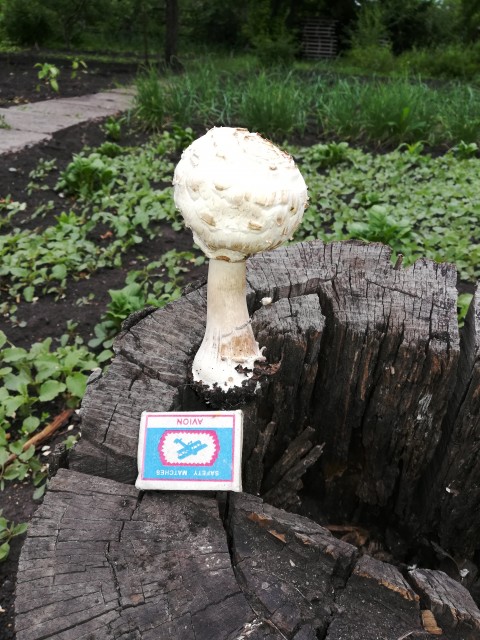 На жарёху точно хватит