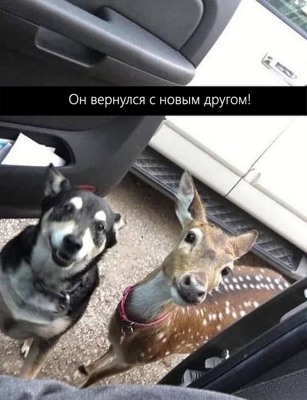 Картинки и мемы для настроения