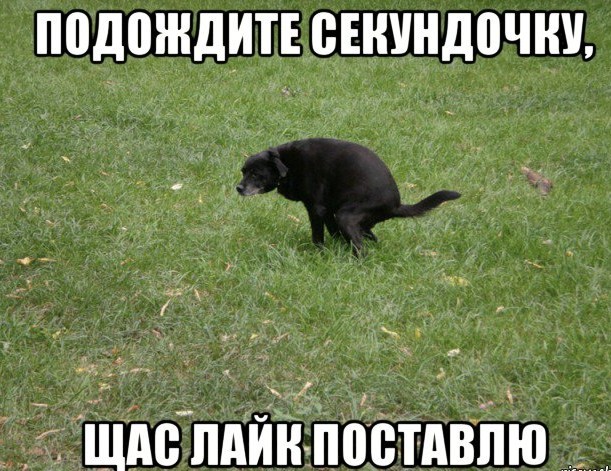 Собачка сделала контент
