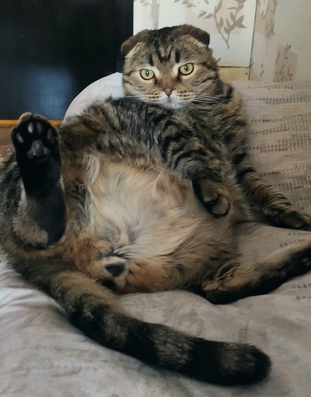 С праздником и котофторником!