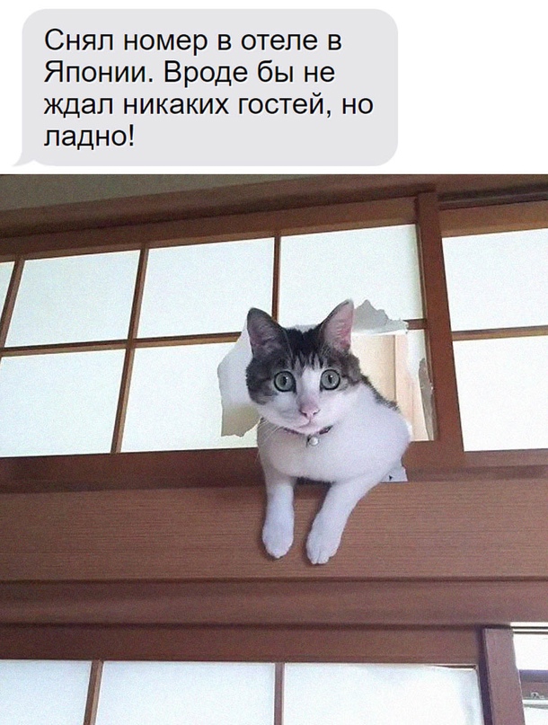 Картинки и мемы для настроения - 29